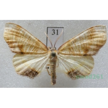 Plagodis dolabraria (Linnaeus, 1767) Czech31